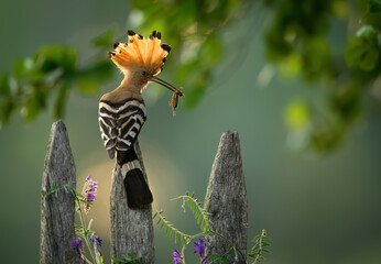 Eurasian hoopoe bird in early morning light ( Upupa epops )