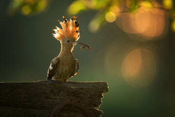 Eurasian hoopoe bird in early morning light ( Upupa epops )