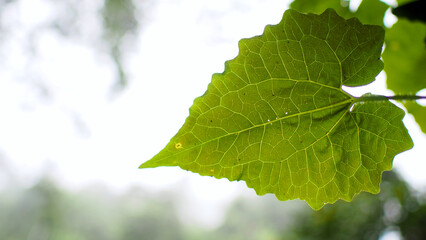 Closeup texture green leaves.