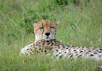 cheetah  lying in the green grass on safari in maasai mara national game  reserve, kenya,  east  africa