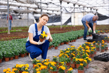 gardening female worker in blue overall inspects young marigolds plants after treatment with...