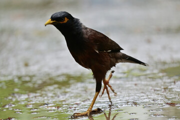 Indian Common Myna - Acridotheres tristis