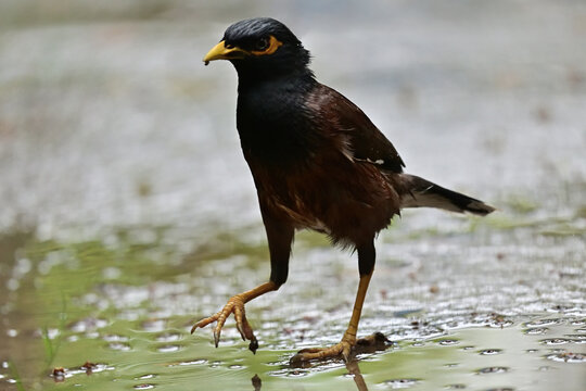Indian Common Myna - Acridotheres tristis