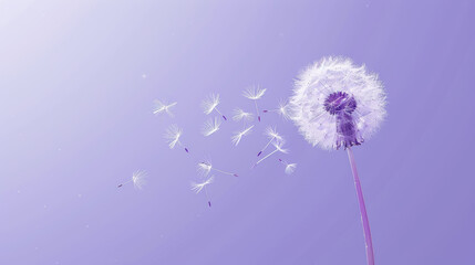 White Dandelion Seeds Dispersing in the Wind on a Purple Sky