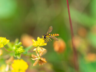 コメツブツメクサに止まるハナアブ