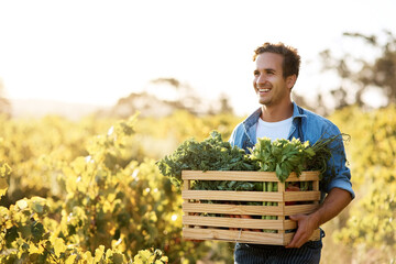 Agriculture, crate and future with man on farm for agribusiness idea, growth or sustainability. Flare, harvest and smile of farmer thinking outdoor in field for ecology, grocery market or produce