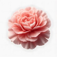 pink carnation flower isolated