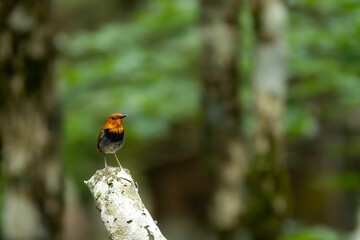 森の中で枯れ木に留まっているコマドリの雄