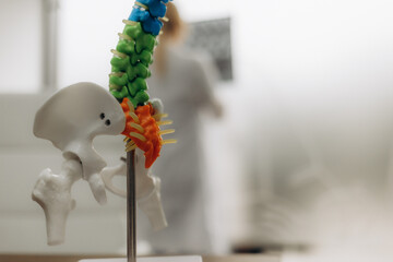Doctor with human Spine anatomy model. Spinal Cord Disorder and disease, Back pain, Lumbar, Sacral...