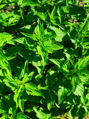 Stinging nettle leaves as background. Green texture of nettle. Top view.