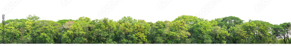 Aufkleber Green Trees on transparent background. are Forest and foliage in summer for both printing and web pages with cut path and alpha channel