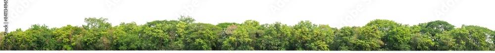 Poster Green Trees on transparent background. are Forest and foliage in summer for both printing and web pages with cut path and alpha channel