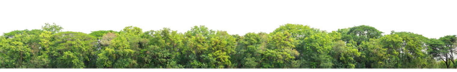 Green Trees on transparent background. are Forest and foliage in summer for both printing and web pages with cut path and alpha channel
