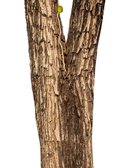 Trunk of a tree Isolated On transparent Background.