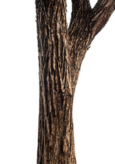 Trunk of a tree Isolated On transparent Background.