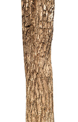 Fototapeta premium Trunk of a tree Isolated On transparent Background.