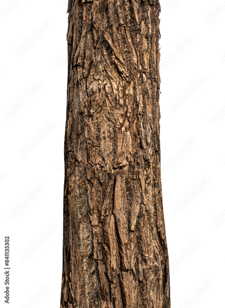 Fototapete Trunk of a tree Isolated On transparent Background..