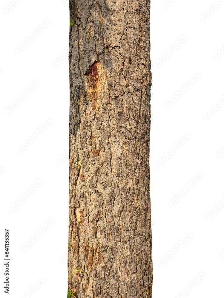 Poster Trunk of a tree Isolated On transparent Background.