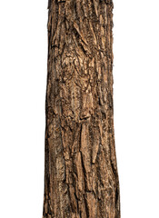 Trunk of a tree Isolated On transparent Background..