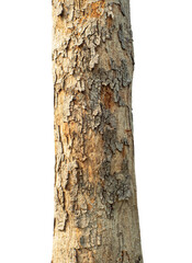 Trunk of a tree Isolated On transparent Background..