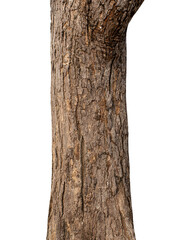 Trunk of a tree Isolated On transparent Background.