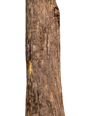 Trunk of a tree Isolated On transparent Background.