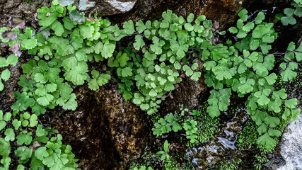 Southern Maidenhair Fern, Venus hair Fern Venus Maidenhair Fern beautiful green plants