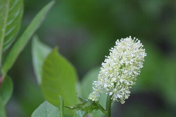 White flower 