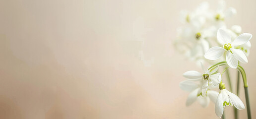 Fototapeta premium Delicate baby's breath flowers against a soft beige background