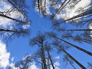 Trees from the ground up