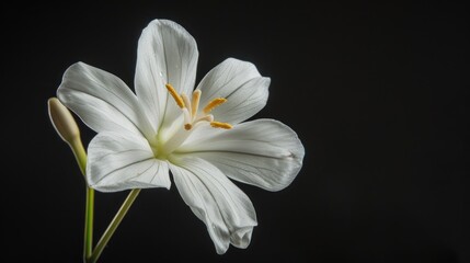 Fototapeta premium High quality photograph of a white Walidda antidysenterica flower