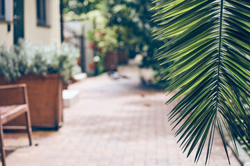 Fototapeta premium The foliage of a tropical plant that can be easily copied. A symbol of the absence of environmental pollution. A green branch of a date palm on a blurred natural background. High quality photo