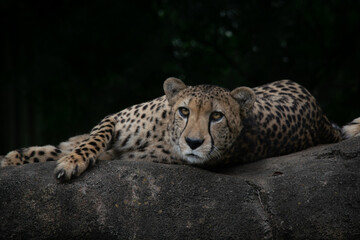 Cheetah on the rock