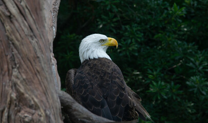 american bald eagle