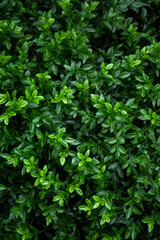 Close up of bush with green leaves on it's sides.