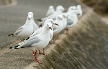 many seagulls sitting on the quay wall