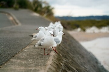 many seagulls sitting on the quay wall
