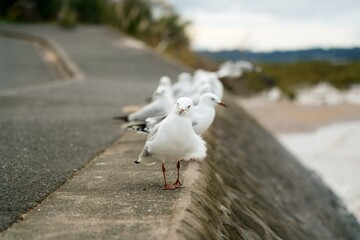 Obraz premium many seagulls sitting on the quay wall