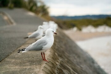 many seagulls sitting on the quay wall