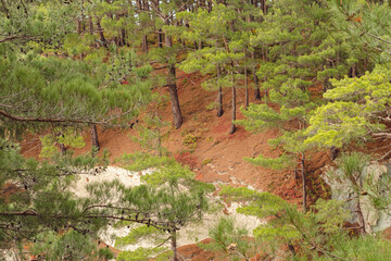 A serene forest scene with tall pine trees on a sloped terrain. The ground is covered with fallen pine needles, creating a reddish-brown carpet. The lush green foliage contrasts with the earthy tones.