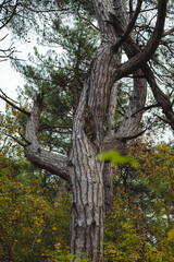 A pine tree with an intricate shape. A tall tree with thick branches stands amidst lush green foliage in a dense forest and reaches for the cloudy sky.