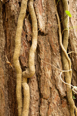 Close-up of a tree trunk with thick, winding vines climbing its rough, textured bark. A small green leaf is visible among the vines.