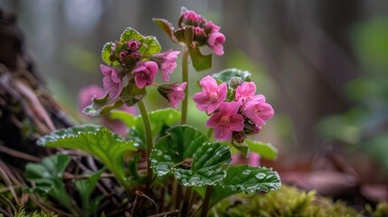 First bloom in the woods lungwort