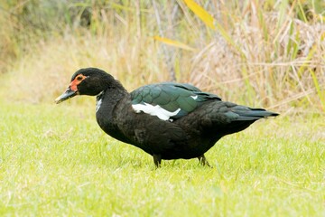 Beautiful Muscovy Duck Grazing on Lush Green Grass
