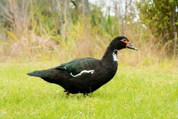 Beautiful Muscovy Duck Grazing on Lush Green Grass