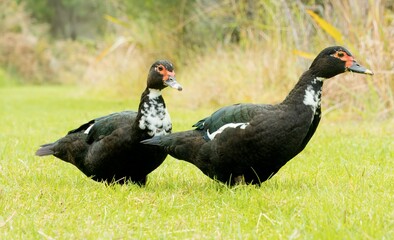 Beautiful Muscovy Ducks Grazing on Lush Green Grass