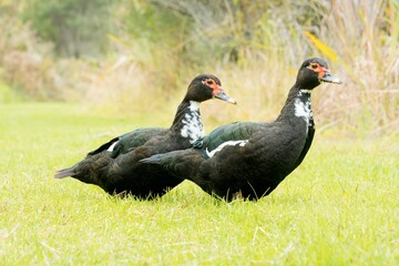 Beautiful Muscovy Ducks Grazing on Lush Green Grass
