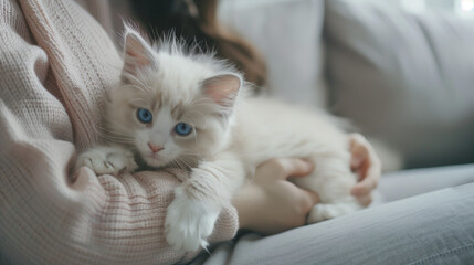 Cute kitten hugged by a woman on a minimalist sofa, cat with soft white fur and big blue eyes, Ai generated Images