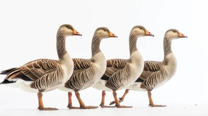 Obraz premium Chinese Geese clearly photo on white background , 