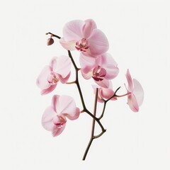 Obraz na płótnie Canvas A close-up of a pink orchid branch on a white background